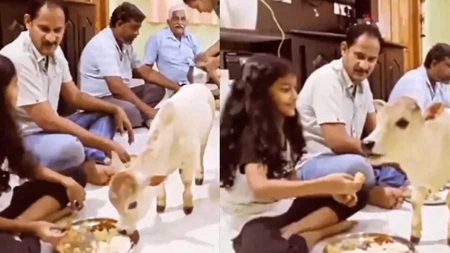 પોતાની થાળીમાંથી ગાયને ખાવાનું ખવડાવતી નાની છોકરી, આ VIDEO તમારું દિલ જીતી લેશે