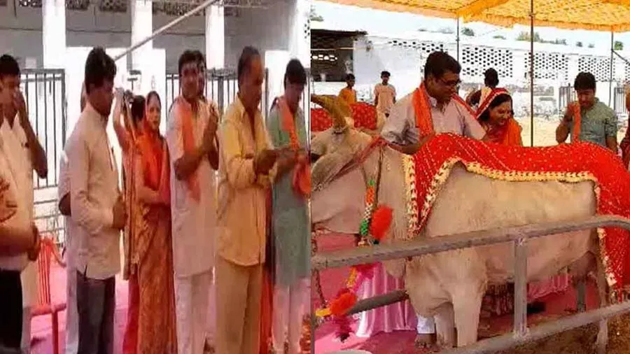 બળદની નીકળી જાન અને ગાયને લગાવી મહેંદી-પીઠી, રીતિ-રિવાજ અનુસાર કરાવ્યા લગ્ન