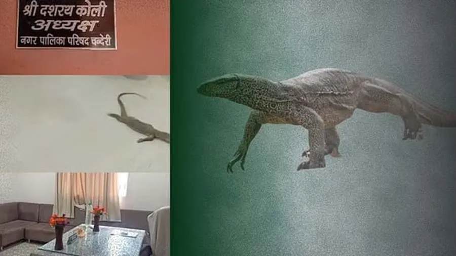 આદિવાસીએ અધિકારીની ઓફિસમાં ઝેરી ગરોળી છોડી દીધી, કારણ જાણી લો