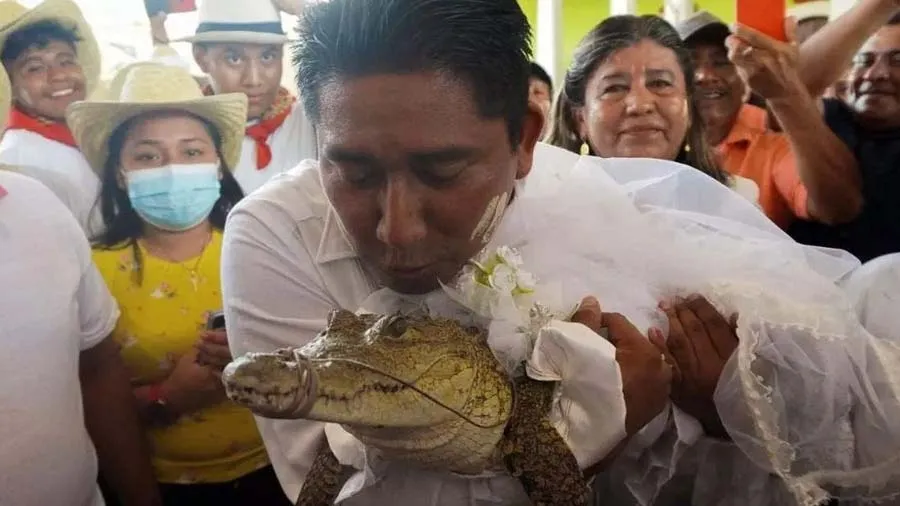 મેયરે માદા મગર સાથે લગ્ન કર્યા, પછી કિસ કરી; કારણ જાણીને ચોંકી જશો