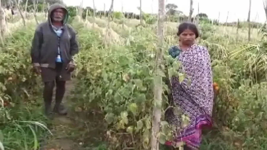 ચોરો ખેતરમાંથી રૂ. 2.50 લાખના ટામેટા થેલાઓમાં ભરી ચોરી ગયા. પોલીસ શોધે છે