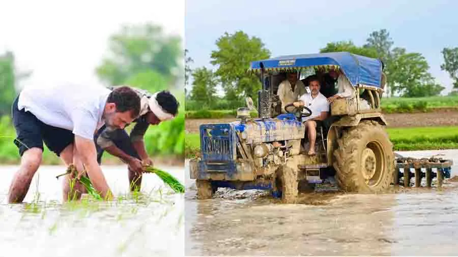 રાહુલ ગાંધી હવે ખેતરમાં પહોંચી ગયા,ખેડૂતો સાથે પાકની વાવણી કરી, જુઓ Photos