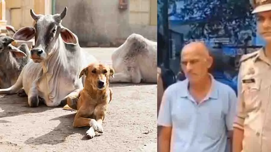 કાનપુરમાં 62 વર્ષનો ડોસો પકડાયો, ગાય, માદા શ્વાન સહિત પશુઓ સાથે સેક્સ માણતો હતો