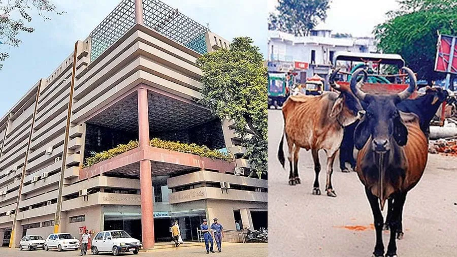 રખડતા ઢોર મામલે AMCએ નવી પોલિસી મુજબ લાઈસન્સ ફી કરી નક્કી