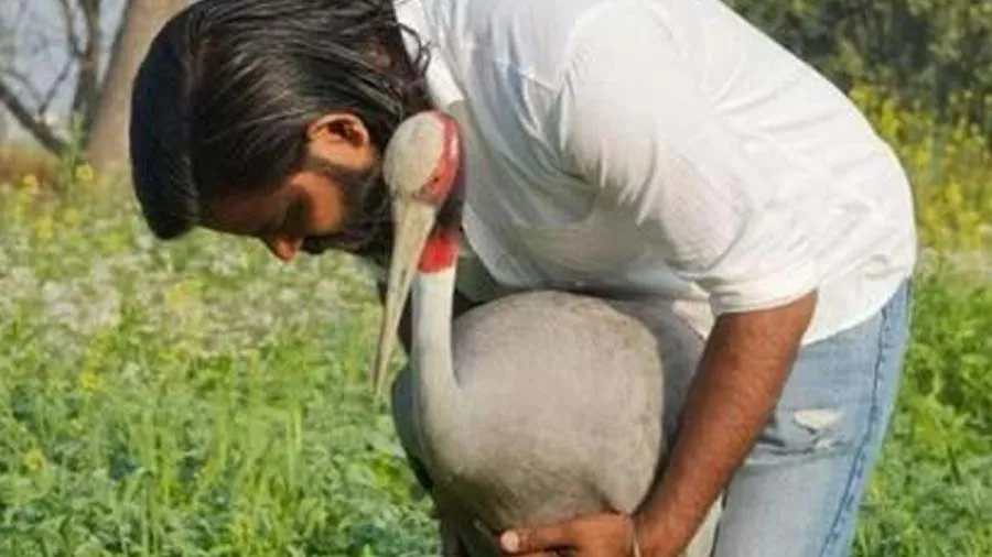 અબોલ પક્ષીનો પ્રેમ, 4 મહિના પછી આરીફને જોયો તો સારસ ખુશીથી ઉછળી પડ્યું, વીડિયો