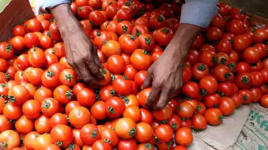63 રૂપિયામાં 5 કિલો મળી રહ્યા છે ચાઇનીઝ ટામેટાં, ભારતમાં થઈ રહી છે સ્મગલિંગ