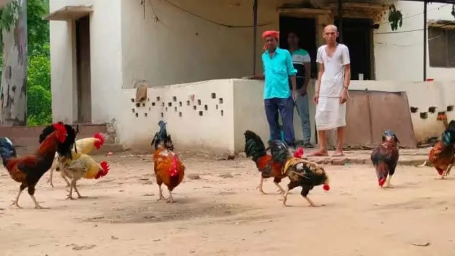 એક એવું પોલીસ સ્ટેશન, જ્યાં પોલીસકર્મીઓથી વધુ સંખ્યા મરઘાઓની છે, કર્મચારીઓ..