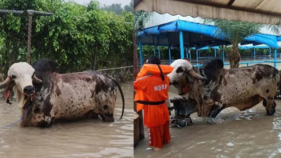 પૂરમાં ફસાયેલા 1 કરોડની કિંમતના ‘પ્રિતમ’ નામના બળદને  NDRF ટીમે બચાવી લીધો