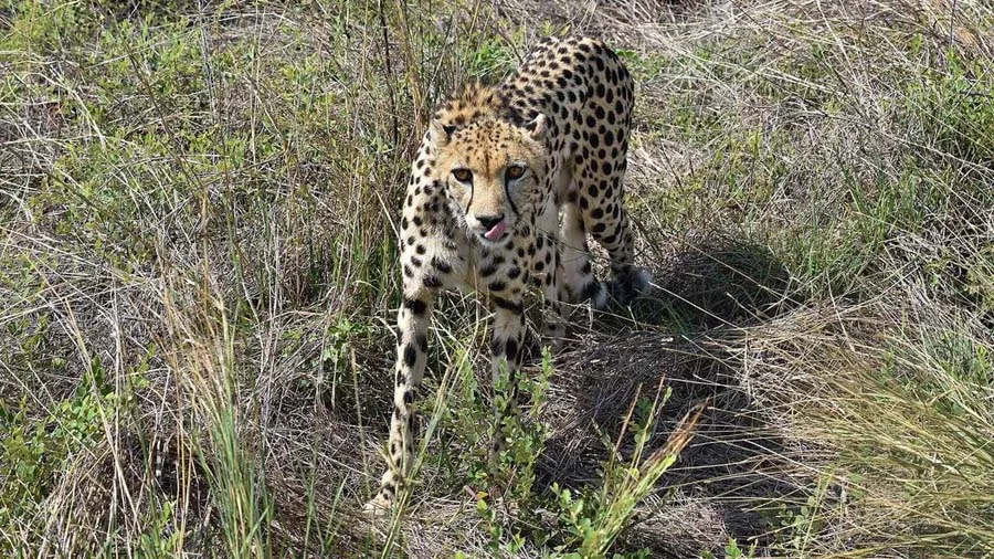 કૂનોમાં 8 ચિત્તાઓના મોતથી મામા શિવરાજ અકળાયા, જંગલખાતાના અધિકારીને હટાવી દેવાયા