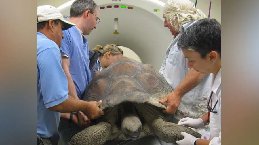 દુનિયામાં પહેલીવાર કોઇ જાનવર પર CT  SCAN કરાયું, અમેરિકાની હોસ્પિટલમાં સારવાર