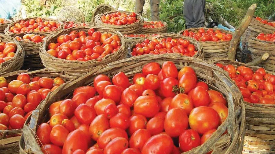 વેચવા માટે ખેતરમાંથી 400 Kg ટામેટા ઘરે લાવ્યો, સવારે બોક્સ ગાયબ, ફરિયાદ નોંધાવી