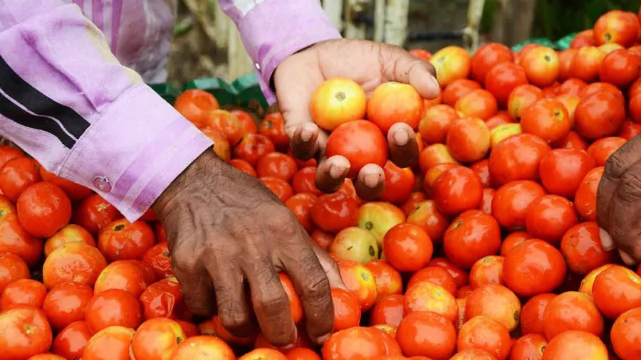 પિયર આવેલી દીકરી માતા માટે દુબઈથી લાવી 10 કિલો ટામેટા