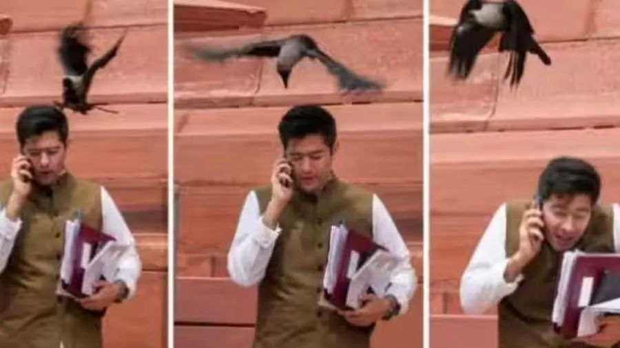 સંસદની બહાર રાઘવ ચઢ્ઢા પર કાગડાનો હુમલો, ભાજપે દાવ લીધો, સાંસદે આપ્યો જવાબ