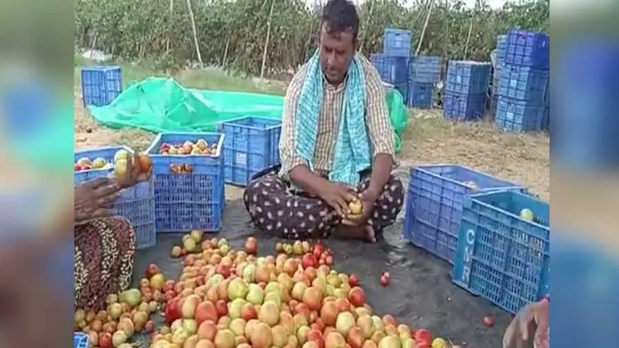 ટામેટાએ ખેડૂતને બનાવી દીધો ધનવાન, 45 દિવસમાં કરી 4 કરોડ રૂપિયાની કમાણી
