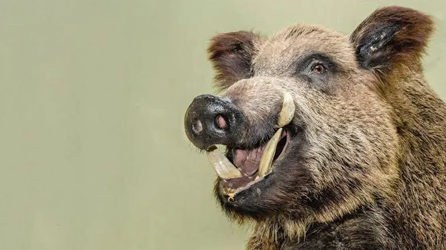 30 જંગલી ડુક્કરના દાંત સાથે દબોચાયો તસ્કર, કિંમત જાણીને દંગ રહી જશો