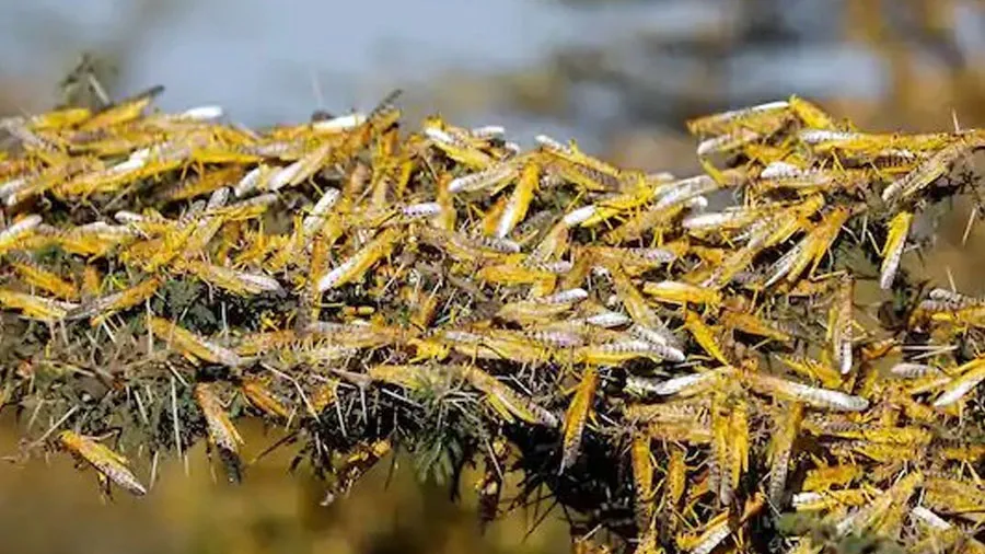 બે વર્ષ પછી તીડના આક્રમણનો ખતરો, ગુજરાતના આ જિલ્લામાં સર્વે