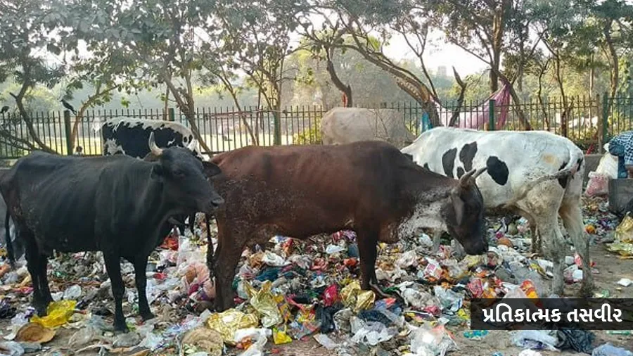 ડૉક્ટરોએ ગાયનું ઓપરેશન કરી પેટમાંથી કાઢ્યું આટલા કિલો પ્લાસ્ટિક