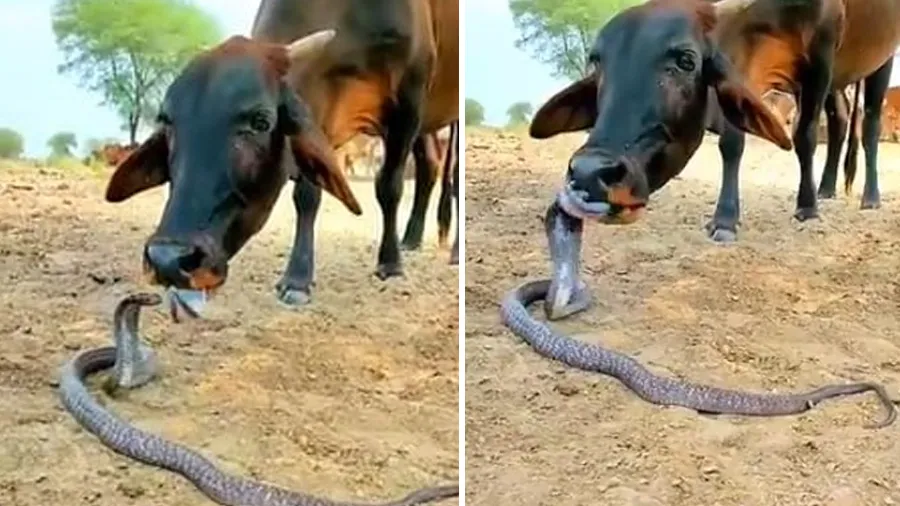 ખતરનાક સાપના ફેણને ચાટતી નજરે પડી ગાય, જુઓ વાયરલ વીડિયો