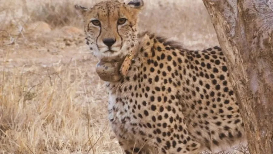 દક્ષિણ આફ્રિકાને ચિત્તા વસાવવા માટે લાગેલા 25 વર્ષ, આપણે ત્યાં 20માંથી 5-7 બચે..