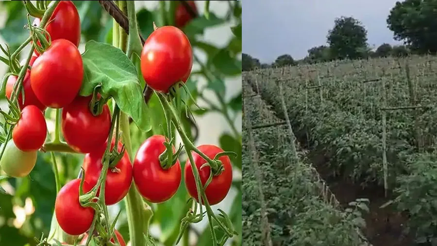 ટામેટા ચોરી થતા ખેડૂતે ઉઠાવ્યું એવું પગલું કે ચોરો વચ્ચે મચ્યો હાહાકાર