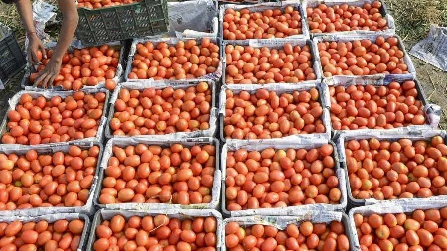 કોઈએ ઘર ખરીદ્યું, કોઈએ ટ્રેક્ટર- કોઈએ ખરીદી કાર, ટામેટાએ ખેડૂતોને અમીર બનાવ્યા