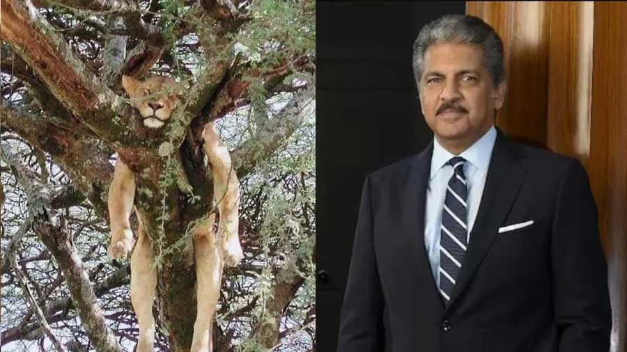 ઊંઘતા સિંહની તસવીર શેર કરી આનંદ મહિન્દ્રા બોલ્યા, યે આરામ કા...