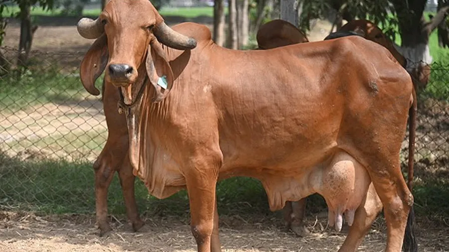 ગાયને રાષ્ટ્રીય પશુ જાહેર કરવાની છે સરકાર? કેન્દ્રીય મંત્રીએ બતાવ્યું સત્ય