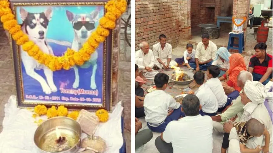 શેરીના શ્વાન ટોમીનું અવસાન થયું તો આખું ગામ દુખી, તેરમું, ભંડારો અને હવન થયા