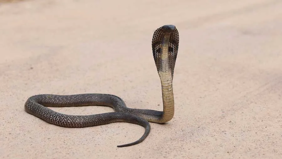 સાપના ડંખથી મોત થઈ તો પરિવારને 4 લાખ આપશે આ રાજ્ય સરકાર