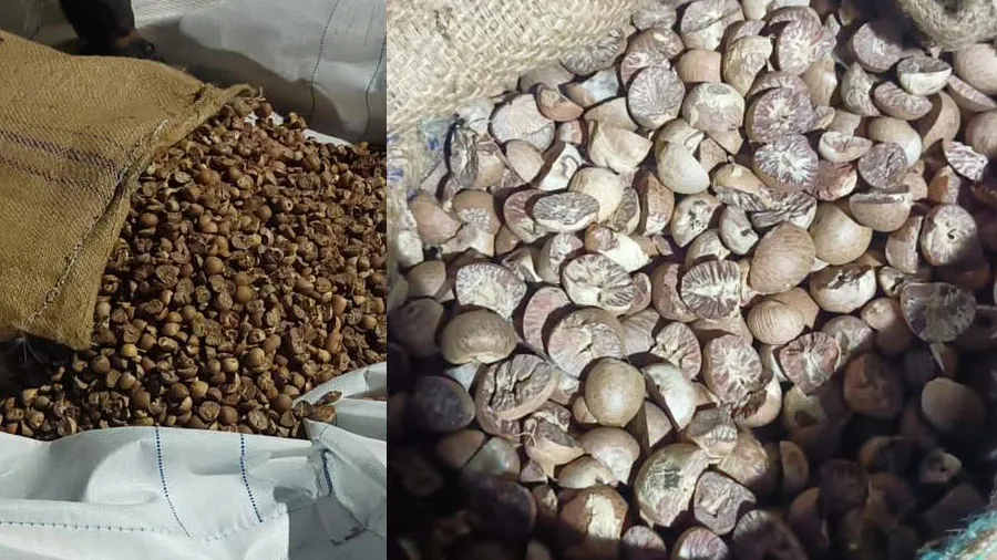 અમદાવાદઃ DRIએ 7 કરોડની સોપારીની દાણચોરીની સિન્ડિકેટનો પર્દાફાશ કર્યો