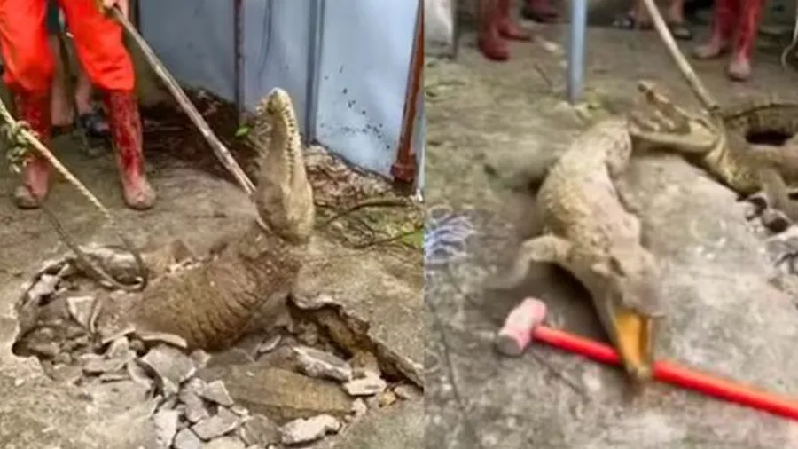 ઘરના ભોંયતળીયેથી અજીબ અવાજો આવી રહ્યા હતા, તોડીને જોયું તો નીકળ્યા 3 ભયાનક જીવો