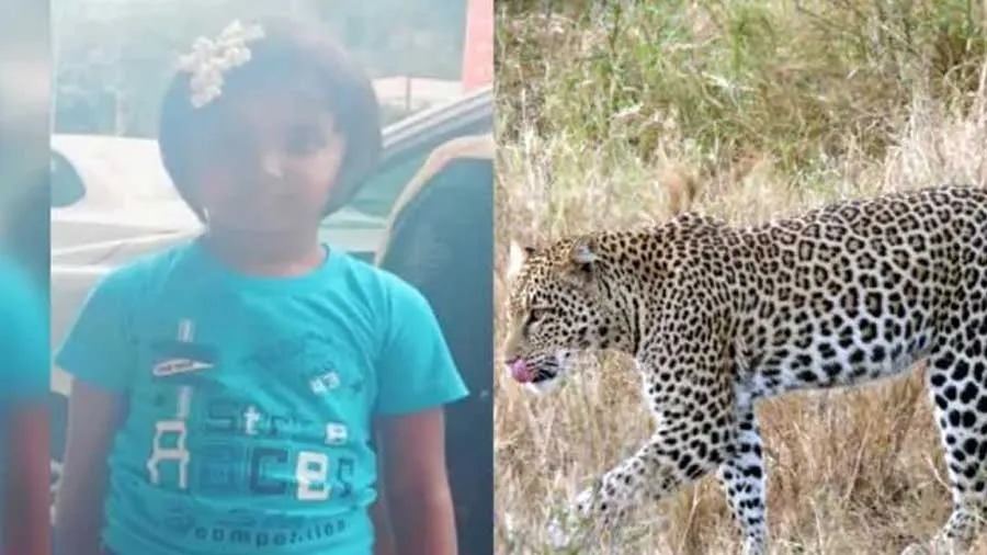 તિરુપતિ મંદિર જતી 6 વર્ષની બાળકીને દિપડો જંગલમાં ઘસડી ગયો, અડધું શરીર ફાડી ખાધું