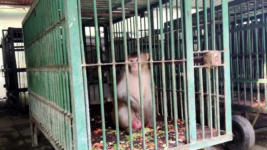 મહિલાઓને છેડનાર અને દારૂ-નોનવેજના શોખીન આ વાંદરાને મળી આજીવન કેદ, બન્યો શાકાહારી