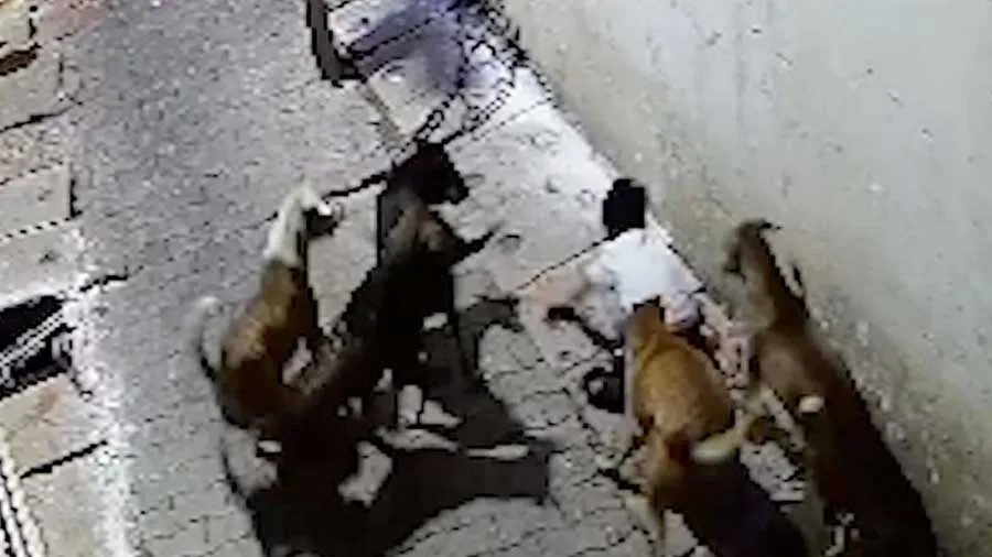 5 કૂતરાઓએ 7 વર્ષના બાળક પર કર્યો હુમલો, પછી....