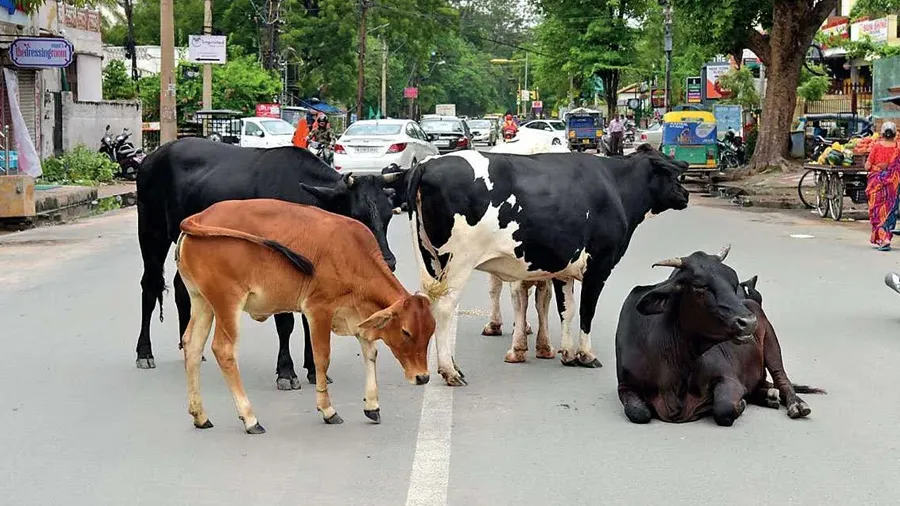 અહીં રસ્તા પર રખડતા પશુઓ દેખાયા તો જવું પડશે જેલ, તંત્રએ બનાવ્યા કડક નિયમો