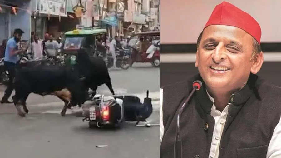 UPના રસ્તા પર સાંઢ રોજ એકનો જીવ લે છે, એ લોકો કહે છે નંદી છે: અખિલેશ યાદવ