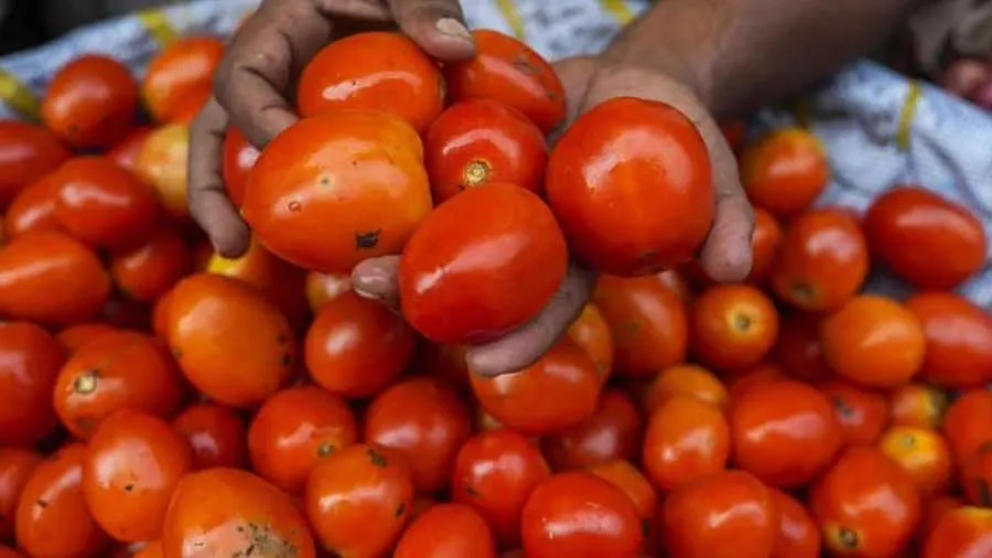 NCCF અને નાફેડ 20 ઓગસ્ટથી 40 રૂપિયે કિલોના ભાવે ટામેટા વેચશે