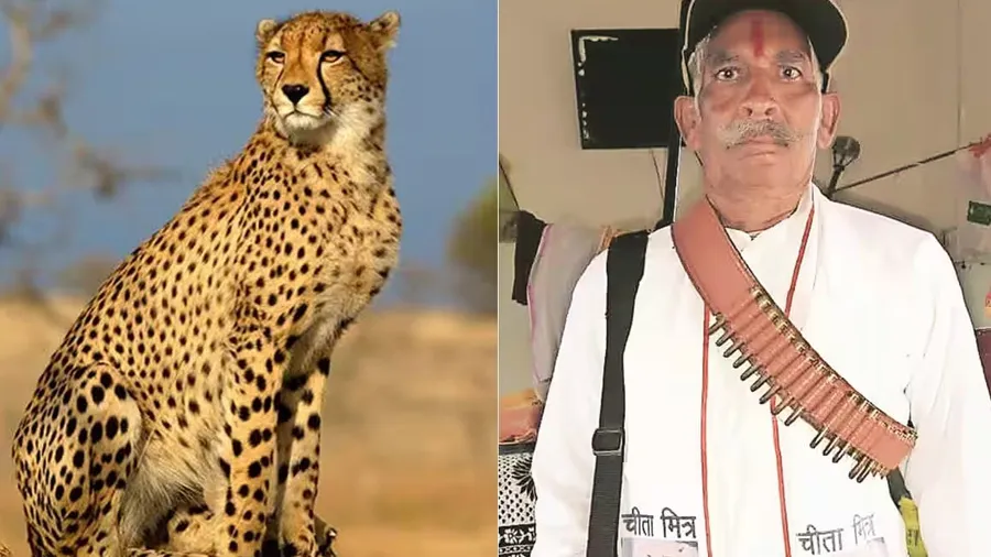 ચિત્તા મિત્રએ પદ છોડી કહ્યું કુનોમાં સડેલું માંસ ખાવાથી ચિત્તા મરી રહ્યા છે