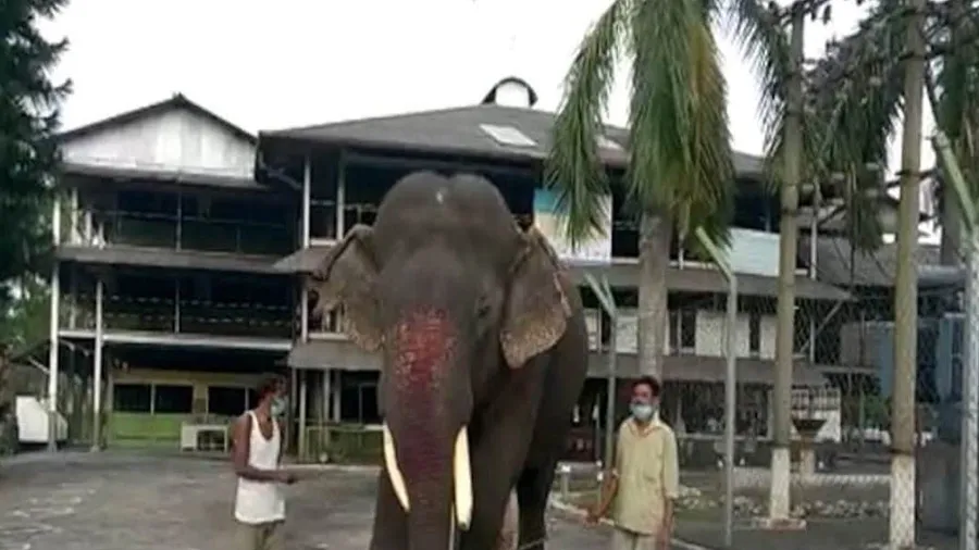 દેશના સૌથી વૃદ્ધ હાથીનું નિધન, શાહી જિંદગી જીવવા માટે જાણીતો હતો બિજુલી પ્રસાદ