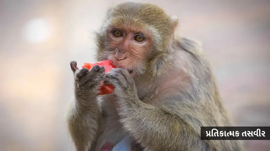 અહીં વાનરોને ખવડાવવા પર લાગશે 5000નો દંડ, સરકારે જાહેર કર્યુ ફરમાન, જાણો કારણ