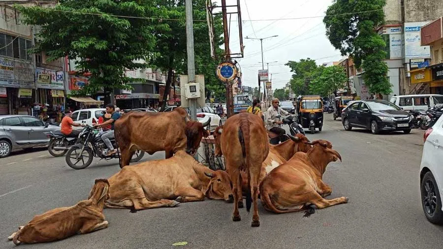 રખડતા ઢોર મામલે સરકારની નવી ગાઇડલાઇન જાહેર, જાહેર માર્ગ પર...