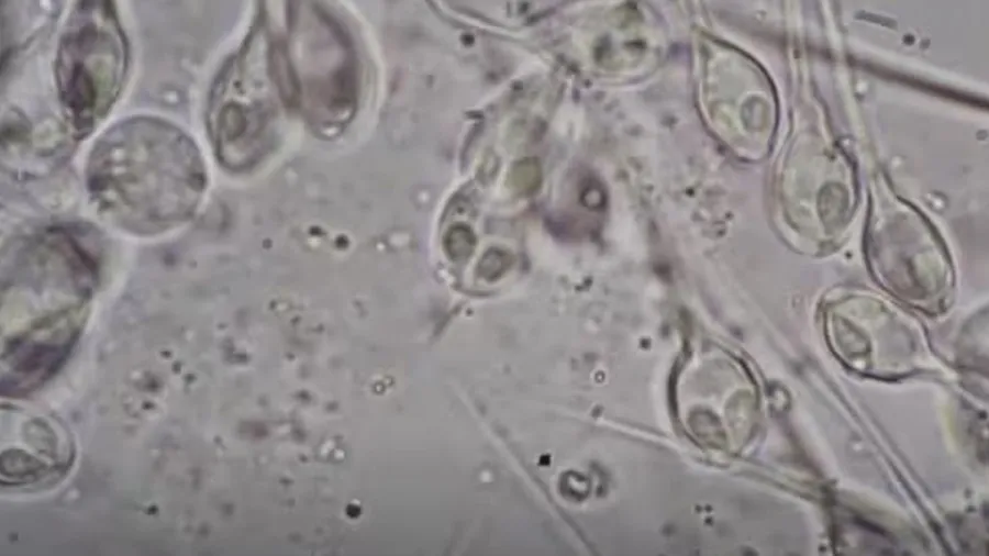 ધરતીનો કયો જીવ ચંદ્ર પર આરામથી રહી શકે છે? તેને નથી પડતી ઓક્સિજનની જરૂરિયાત