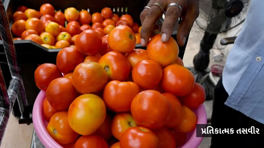 સરકારના આ દાવથી ટામેટાના ભાવ આસમાનથી જમીન પર, અહી વેચાઈ રહ્યા છે 14 રૂપિયા કિલો