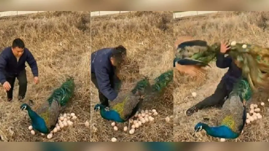 મોરના ઈંડાને હાથ લગાવતા મોરે આવી રીતે પાઠ ભણાવ્યો, જુઓ વીડિયો