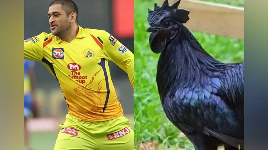 ધોનીએ 2000 કડકનાથ મરઘા ખરીદ્યા, માહી કરે છે આમાંથી કડક કમાણી