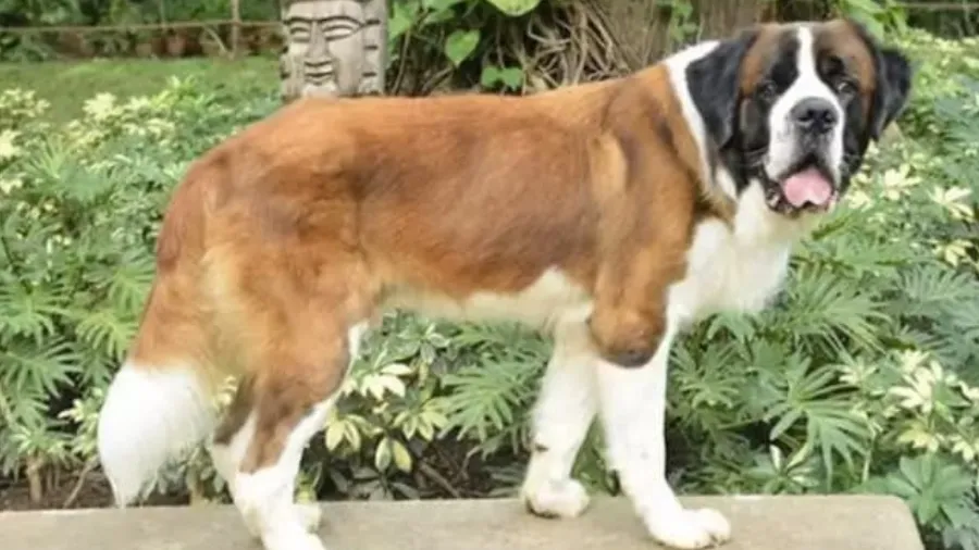 આ શ્વાન નસીબદાર છે, 5 સ્ટાર હોટલમાં Chief Happiness Officerની નોકરી, તગડો પગાર