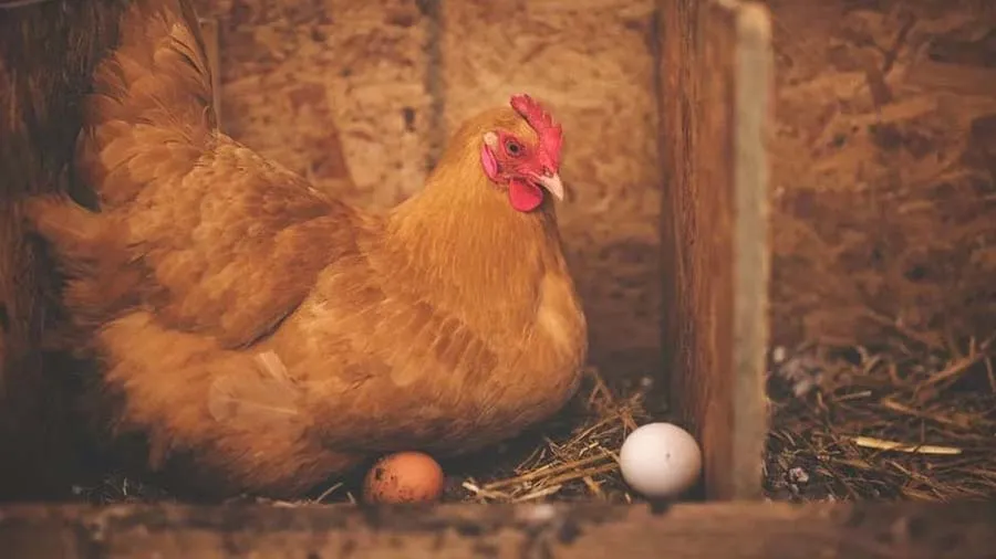 પહેલા ઈંડુ આવ્યું કે મરઘી? શું તમે આનો જવાબ જાણો છો? રિસર્ચમાં માહિતી સામે આવી