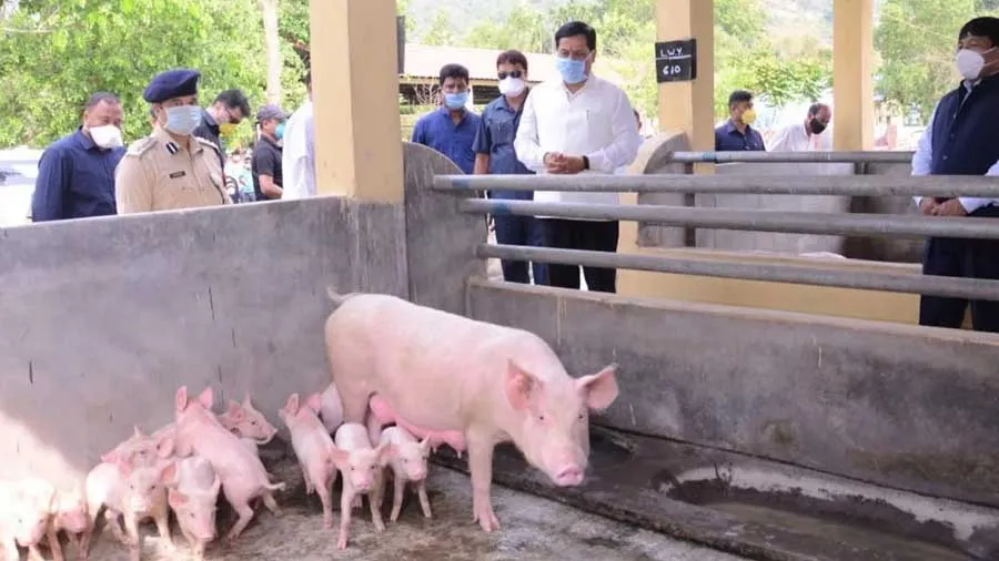 આસામમાં શા માટે 1000થી વધારે ડુક્કરોને વીજ કરંટથી મારી નંખાયા, મામલો શું છે