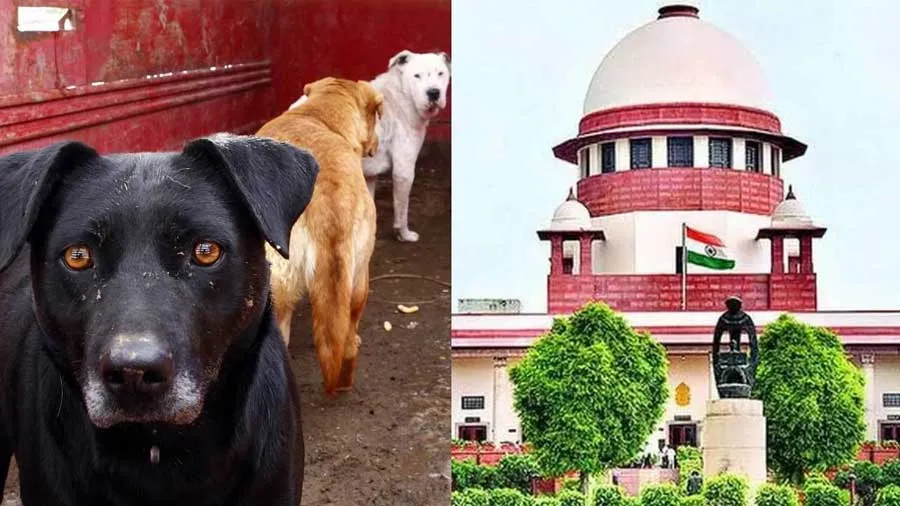 વકીલ પર કૂતરાઓનો હુમલો, સુપ્રીમ કોર્ટ પહોંચ્યા, જાણો CJIનો જવાબ