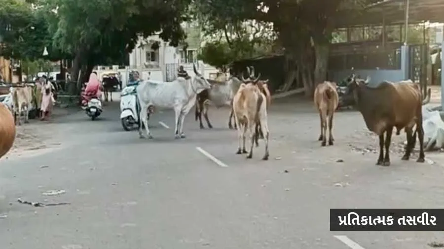 ગુજરાત:અનોખો કિસ્સો, પોલીસે ગાયને જ માસ્ટરમાઇન્ડ આરોપી બનાવી દીધી